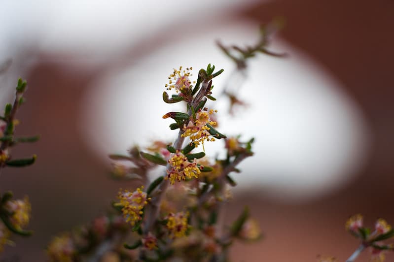 Narrowleaf Mountain Mahogany at South Window