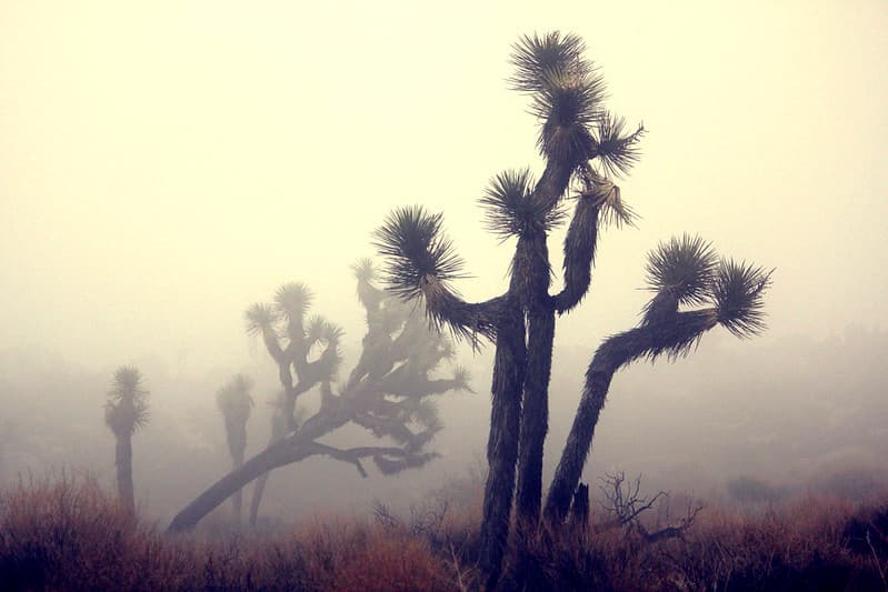 In the clouds near Keys View