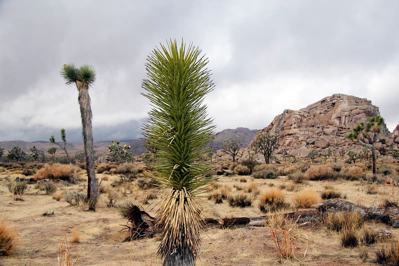 Unbranched Joshua tree (Yucca brevifolia)