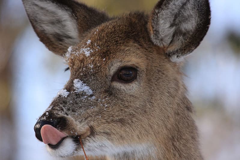 Deer with snow on nose