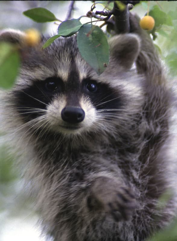 Young Raccoon in Crab Apple Tree