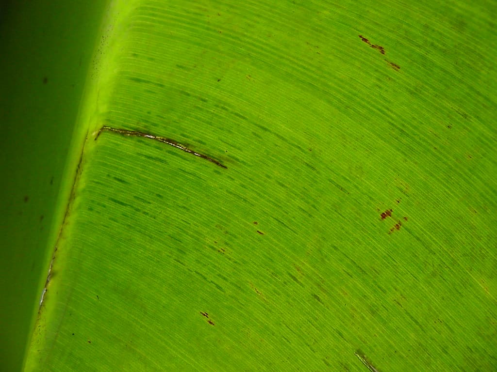 Morse code on leaf-3
