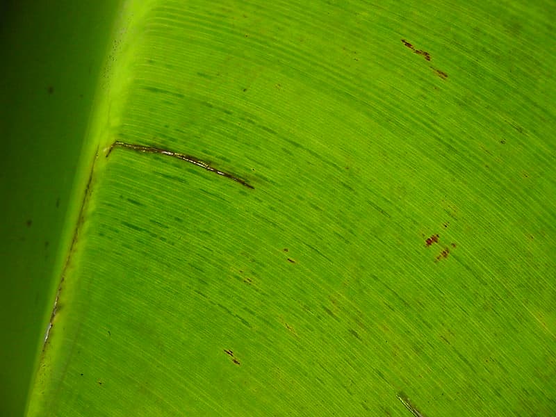 Morse code on leaf-3