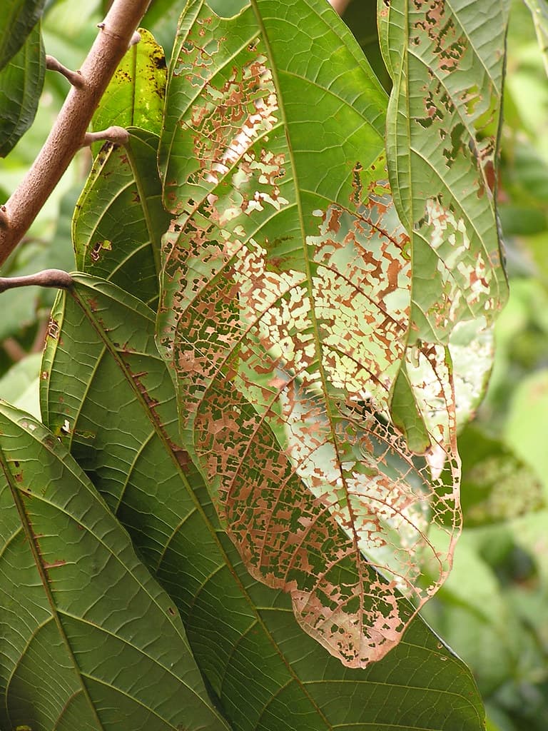 Adoretussinicus, cacao, chineserosebeetle