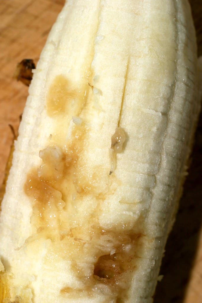 AKK 8-001 #18 fruit fly damage0008 (2)