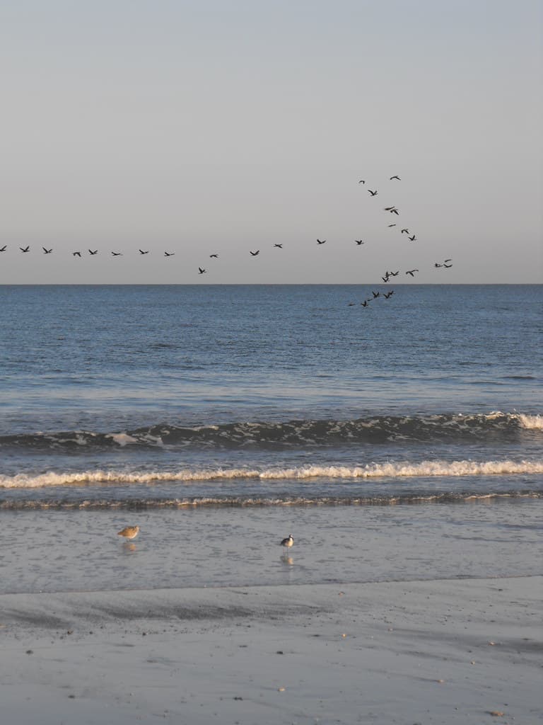 Migration over Wild Beach