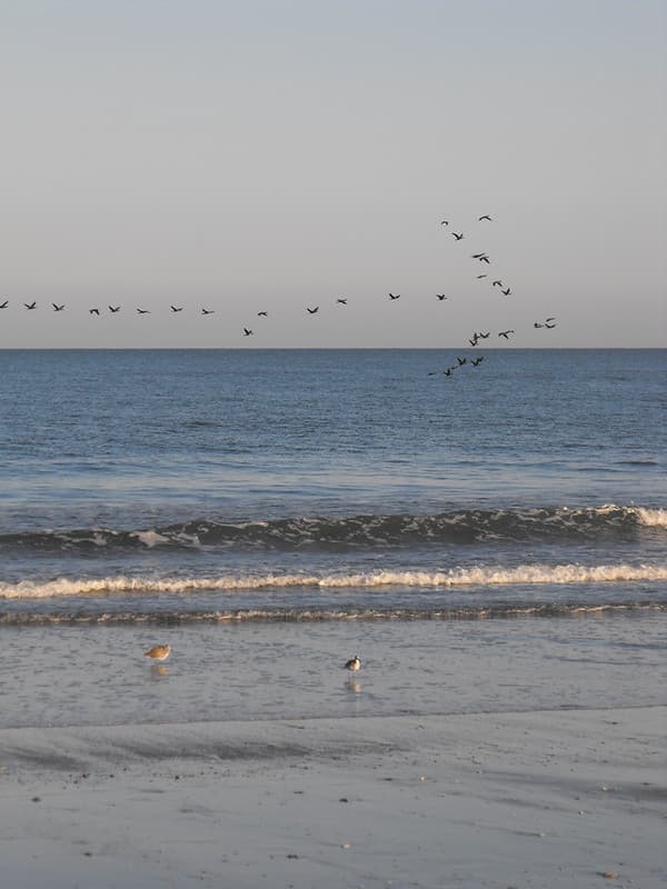 Migration over Wild Beach