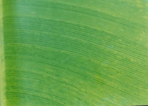 Leaf blade with morse code 1