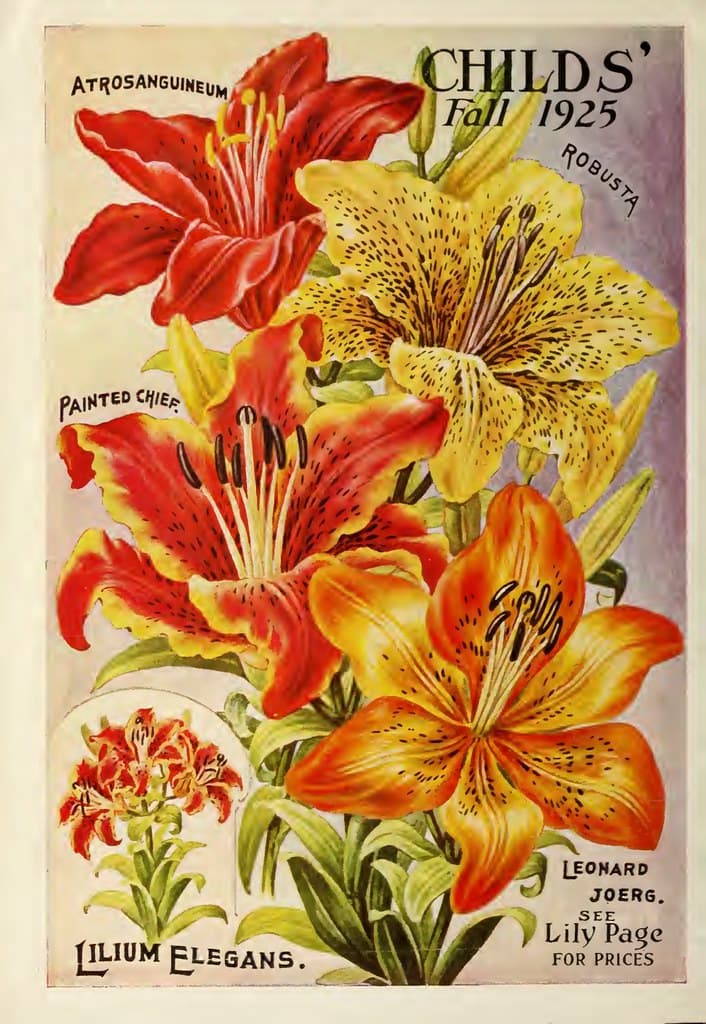 Lilies. John Lewis Childs, Inc. (1925)