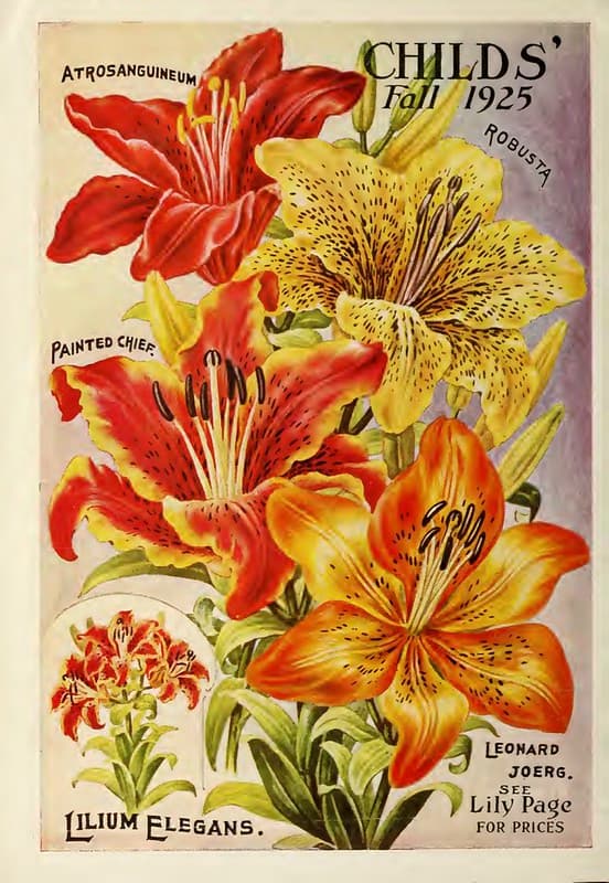 Lilies. John Lewis Childs, Inc. (1925)