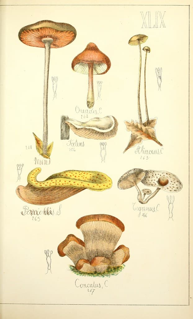 Mushrooms