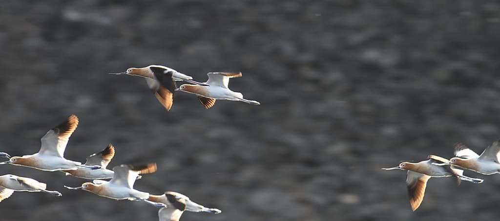 American avocets flying above Floating Island Lake