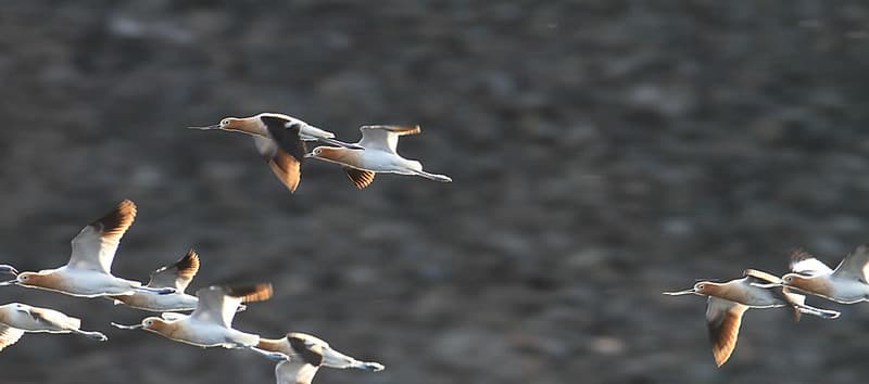 American avocets flying above Floating Island Lake