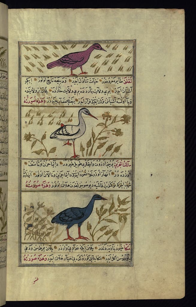 Thcentury, astrology, book