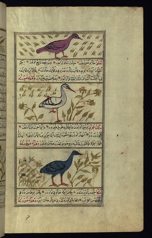 Thcentury, astrology, book
