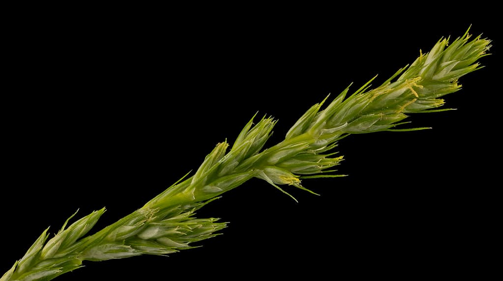 Sedge2 flower, MD, PG County 2014-05-19-16.42.58 ZS PMax