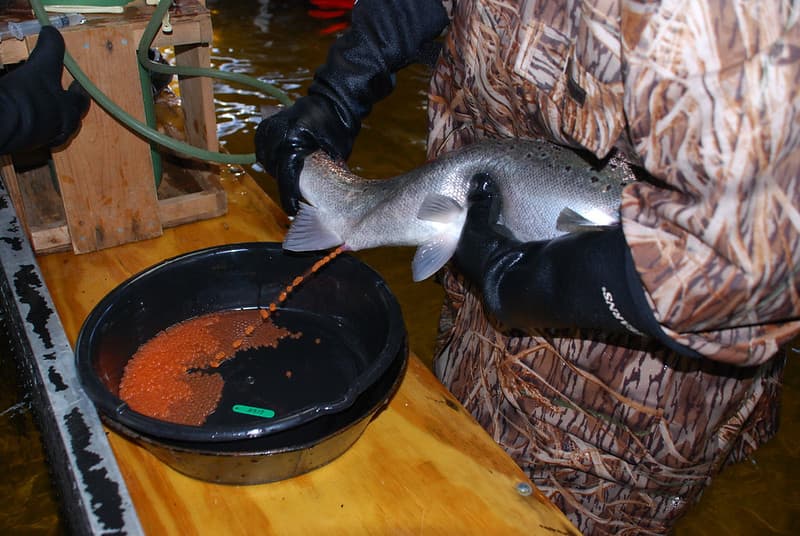 Hand spawn method for Atlantic salmon. Photo: USFWS