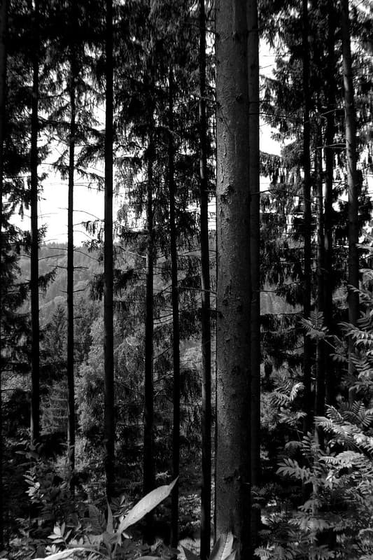 Black Forest