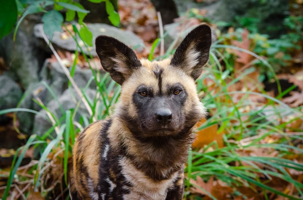 African Wild Dog
