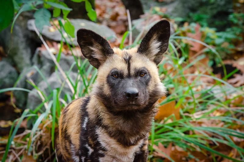 African Wild Dog