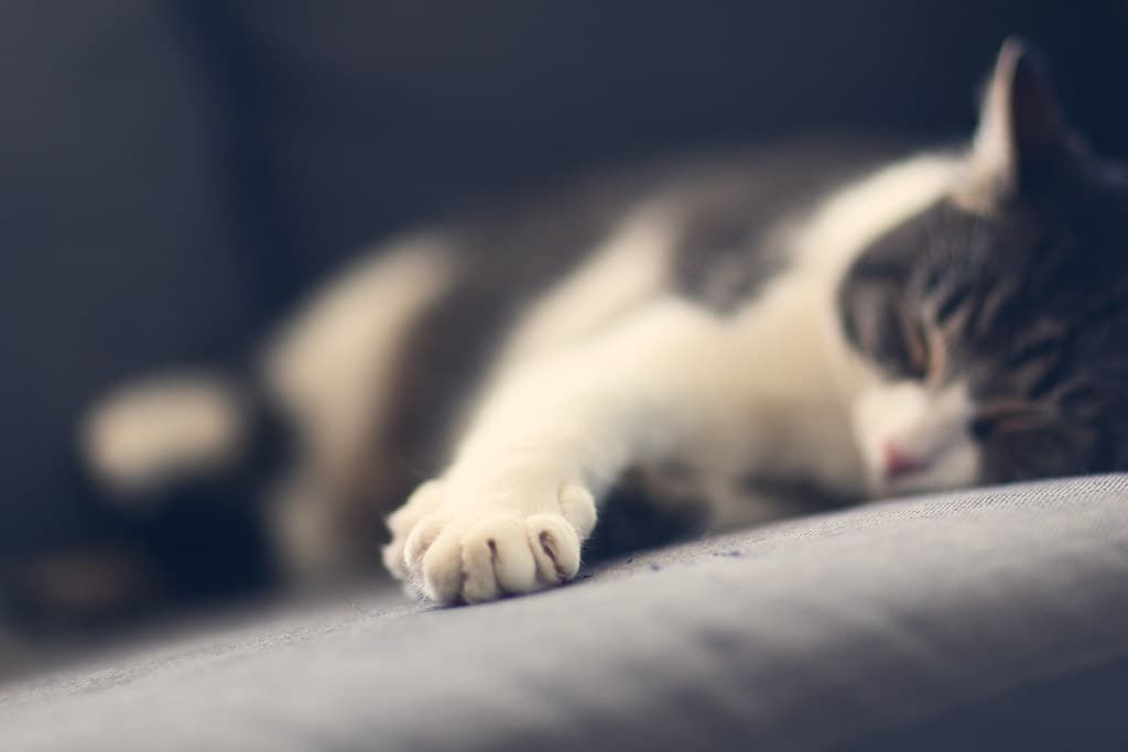 Sleeping Cat