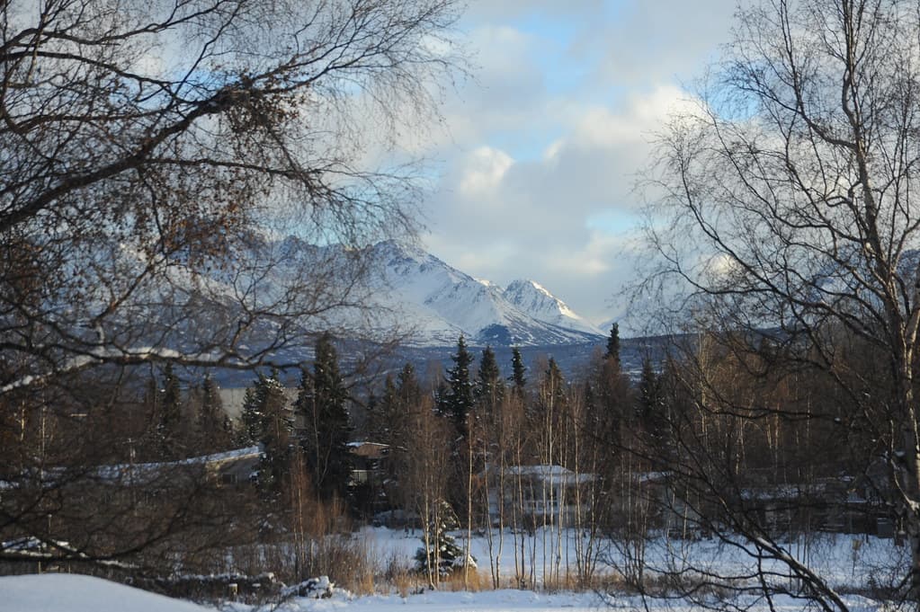 Alaska, anchorage, birch