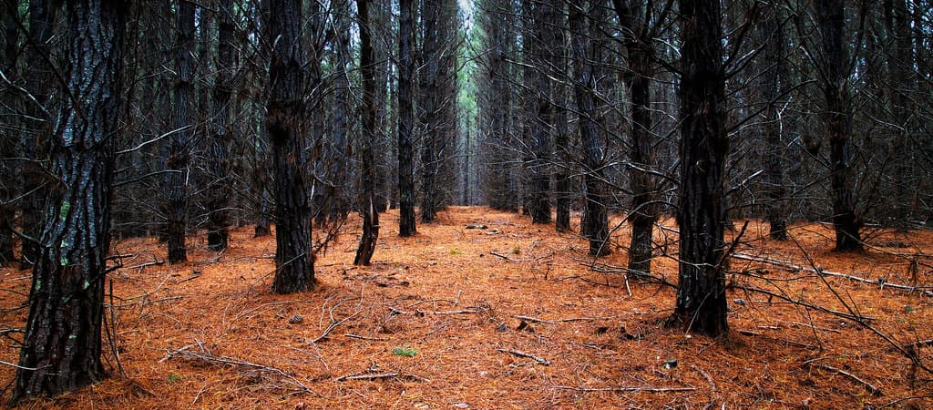 Forest