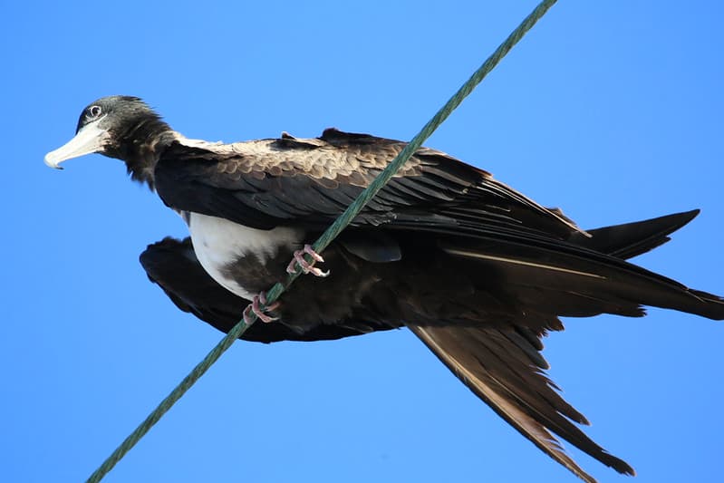 Magnificent Frigatebird best in Baja on wire (1)