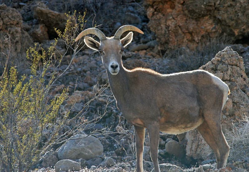 Desert Bighorn Sheep near Lake Mead, Nevada