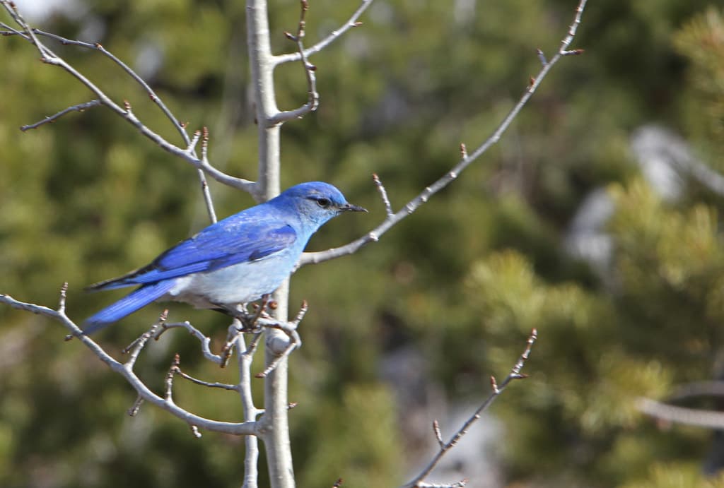 Mountain bluebird