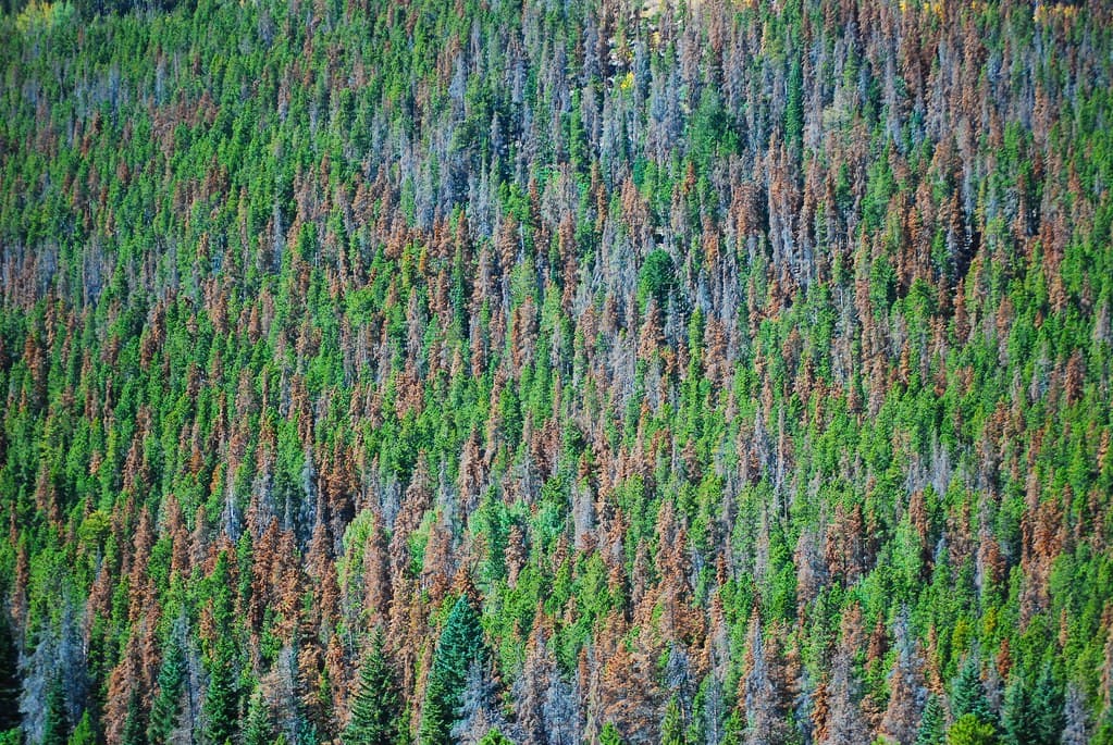 Mountain Pine Beetle Damage