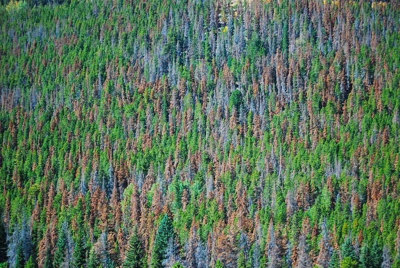 Mountain Pine Beetle Damage