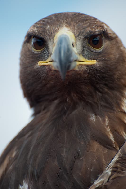 Eagle Release at Dead Horse Point State Park