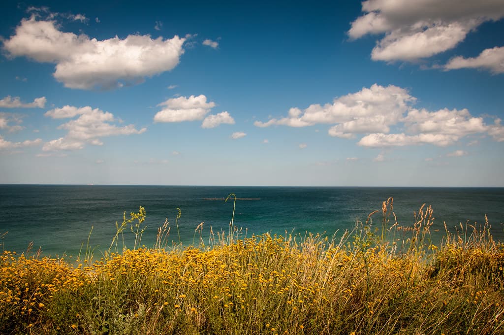 Flowers in Grass Overlooking Ocean Water