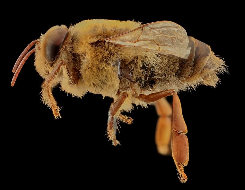 Aculeata, animal, animalia
