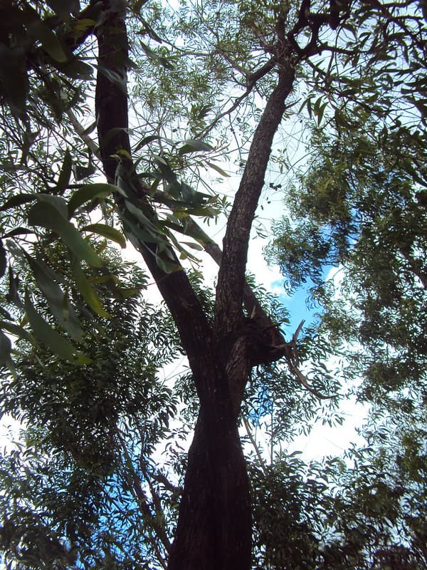 Tree trunks intertwined