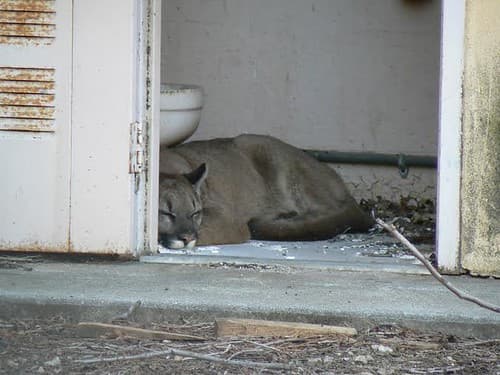 Mountain Lion Sleeping in the Bathroom