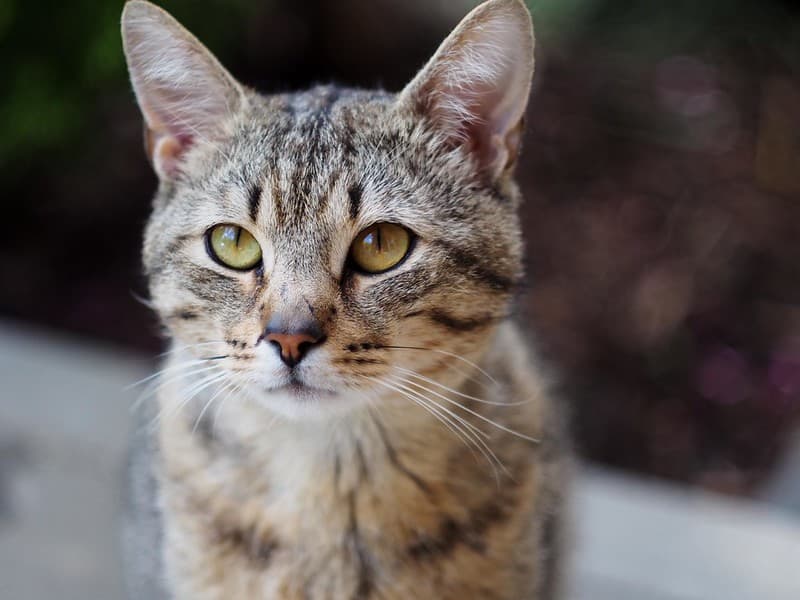 Toby the cat...