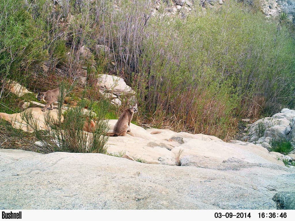 Mountain lion (Puma concolor) family group