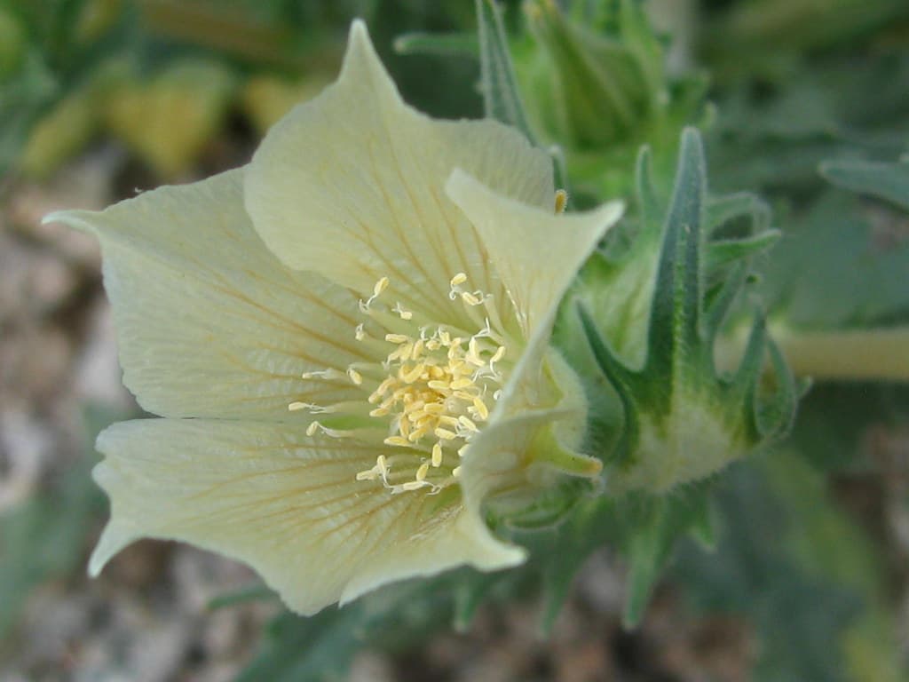 Desert rock nettle (Eucnide urens); Cleghorn Wilderness