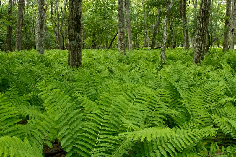 Ferns on Stonyman