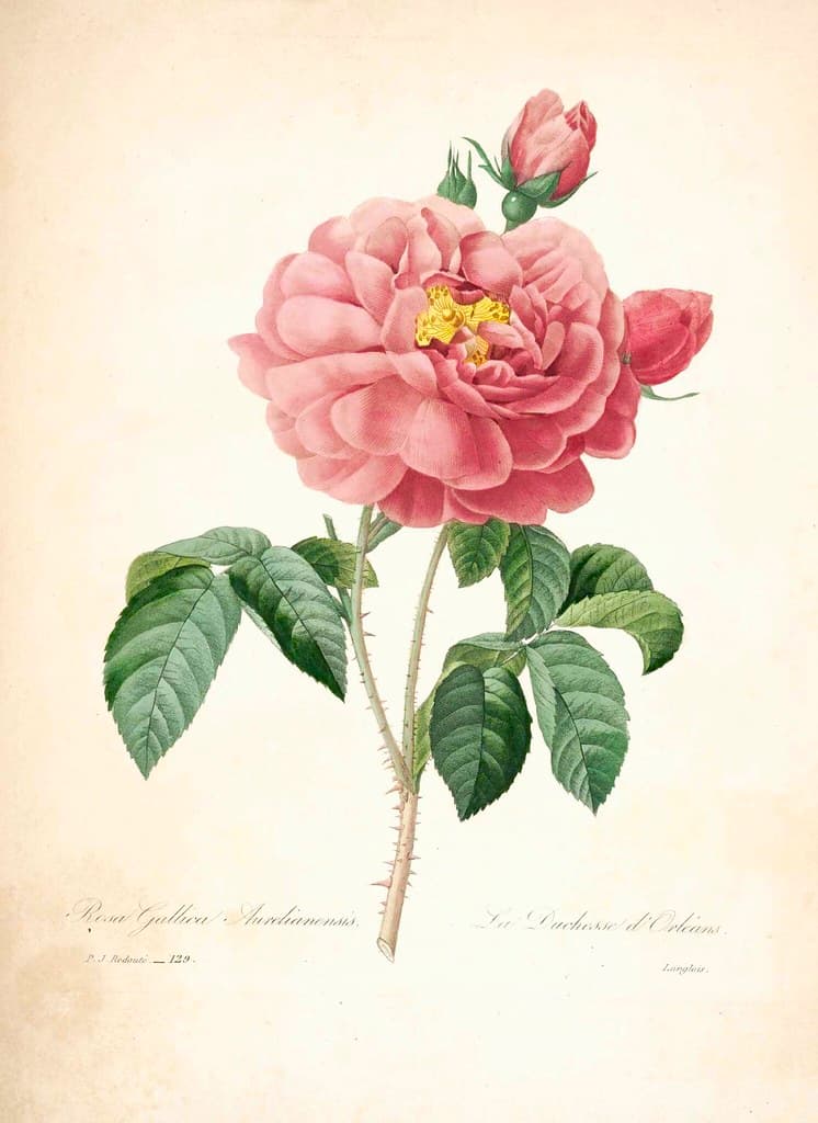 Botanical, botany, illustration