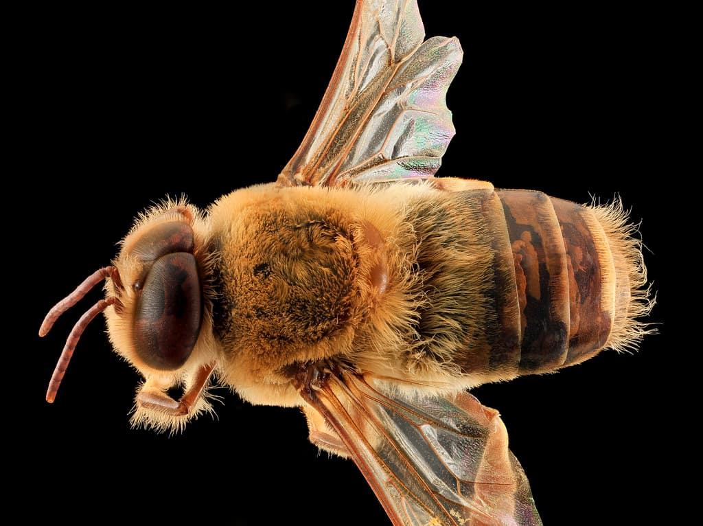 Aculeata, animal, animalia