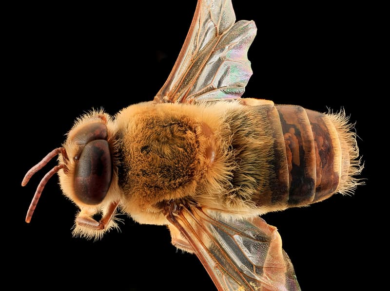 Aculeata, animal, animalia