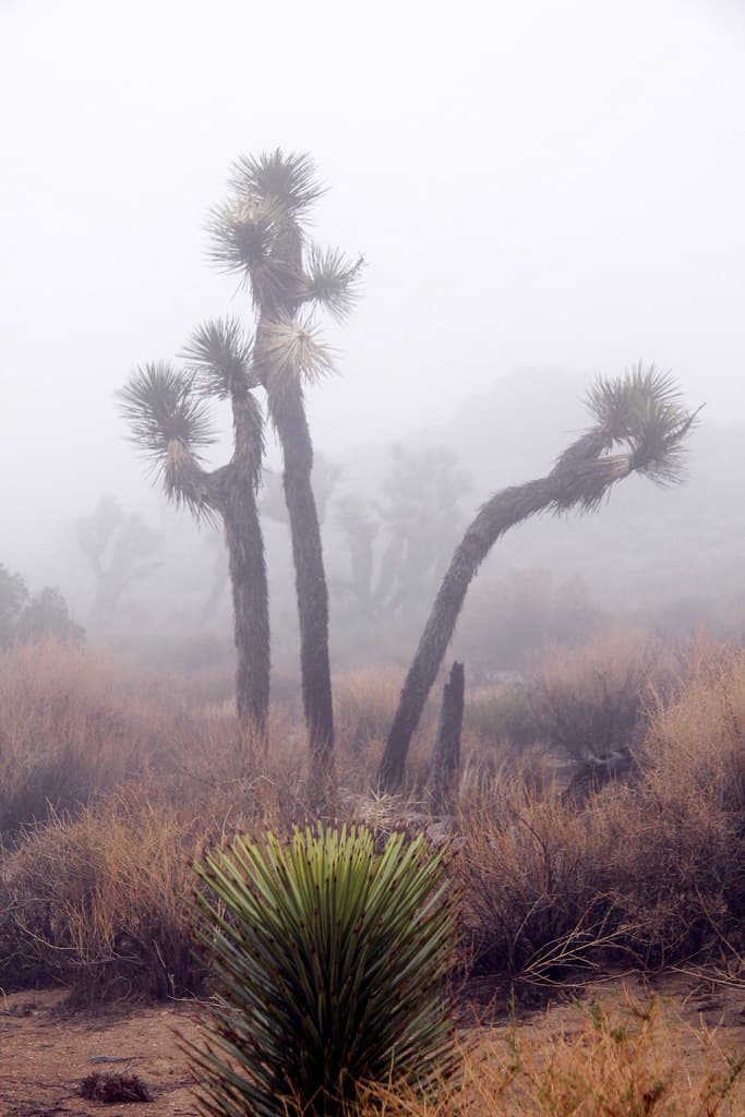 In the clouds near Keys View