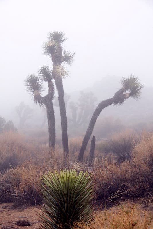 In the clouds near Keys View