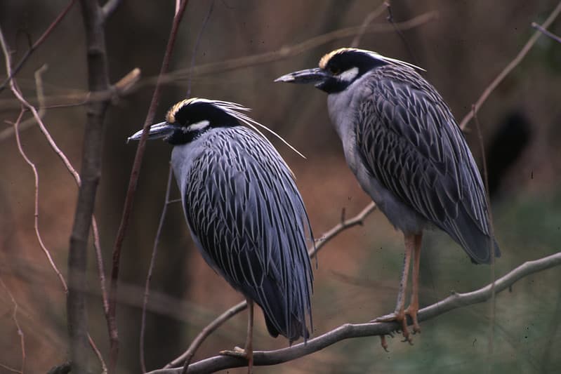 Wading birds