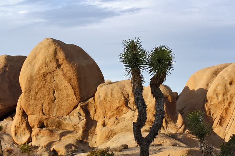 Joshua tree (Yucca brevifolia) near Split Rock Loop Trail