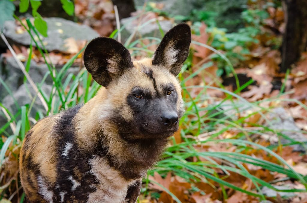 African Wild Dog