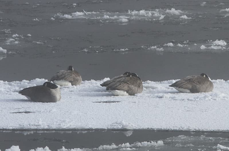 Canada geese on ice in Yellowstone River